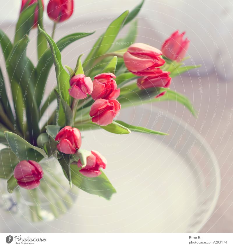 Spring is approaching Flower Tulip Blossoming Fresh Bright Pink Happiness Joie de vivre (Vitality) Anticipation Bouquet glass vase Square Colour photo