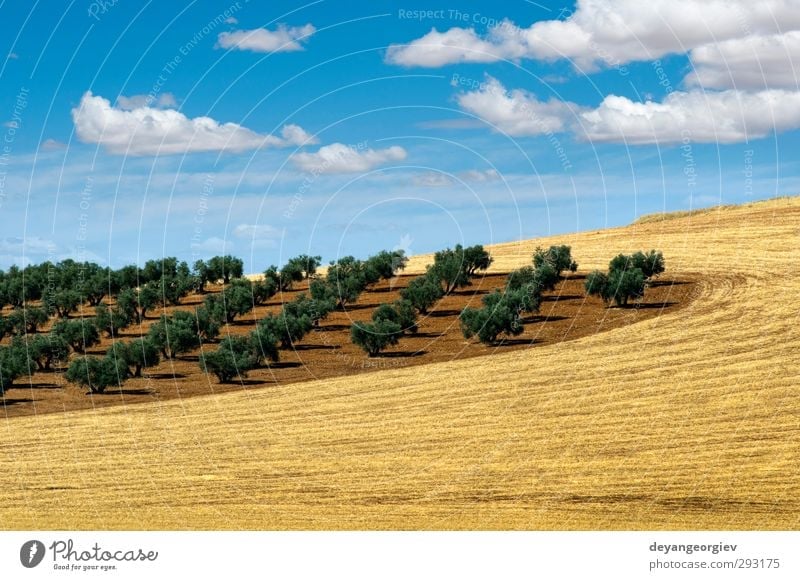 Olive trees in a row. Plantation and cloudy sky Vegetable Fruit Garden Culture Nature Landscape Earth Sky Tree Leaf Old Natural Brown Green olive Agriculture