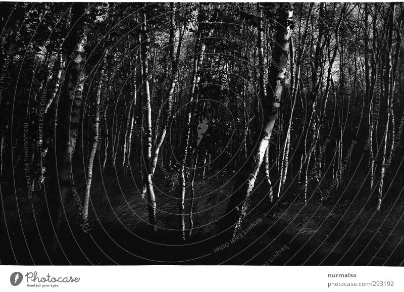 dark in the birches Art Illustration Nature Landscape Climate change Tree Birch tree Baltic Sea Island Hiddensee Sign Discover Freeze Dark Creepy Wild Black
