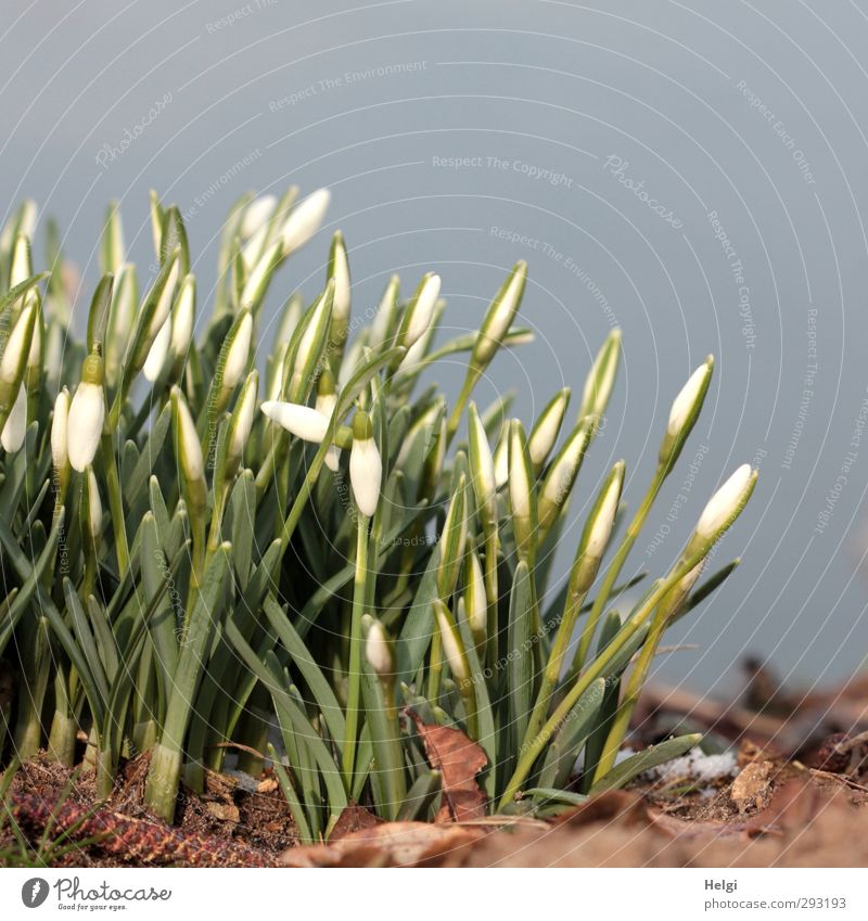 Goodbye winter... Environment Nature Plant Winter Beautiful weather Flower Leaf Blossom Snowdrop Spring flowering plant Blossoming Growth Esthetic Small Natural