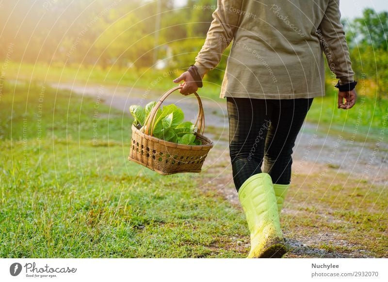 Farmer picking fresh organic vegetable in the basket Vegetable Herbs and spices Lifestyle Beautiful Summer Garden Gardening Human being Woman Adults Nature