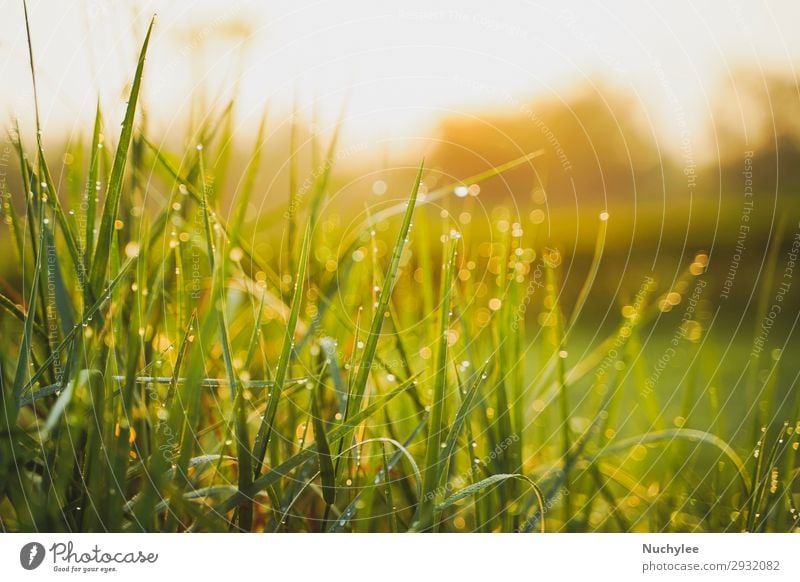 Beautiful green grass in the morning with dew water Summer Sun Garden Wallpaper Gardening Environment Nature Landscape Plant Spring Warmth Tree Grass Leaf