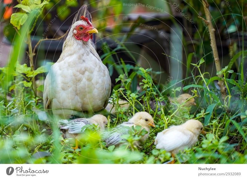Mother hen with chicken in the green grass Meat Beautiful Baby Environment Nature Animal Grass Meadow Bird Wing Stand Free Natural Cute Green White poultry Farm
