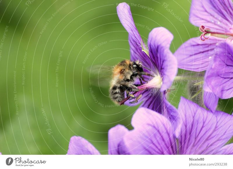 Of bees and flowers Nature Plant Blossom 1 Animal Work and employment Bee Diligent Accumulate Honey bee Violet Summer Colour photo Exterior shot Close-up