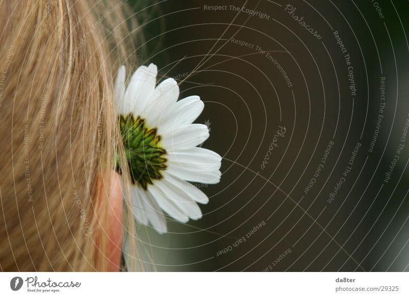 Simone the flower girl Flower Daisy Woman Girl Blonde Plant Hair and hairstyles Ear