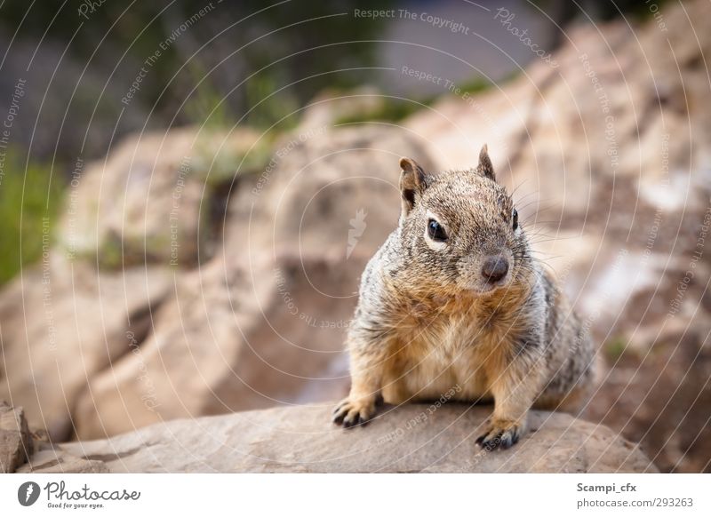 inquisitiveness Mountain Animal Wild animal Animal face Pelt Paw Meerkat 1 Observe Discover Free Curiosity Cute Positive Smart Brown Moody Contentment Optimism