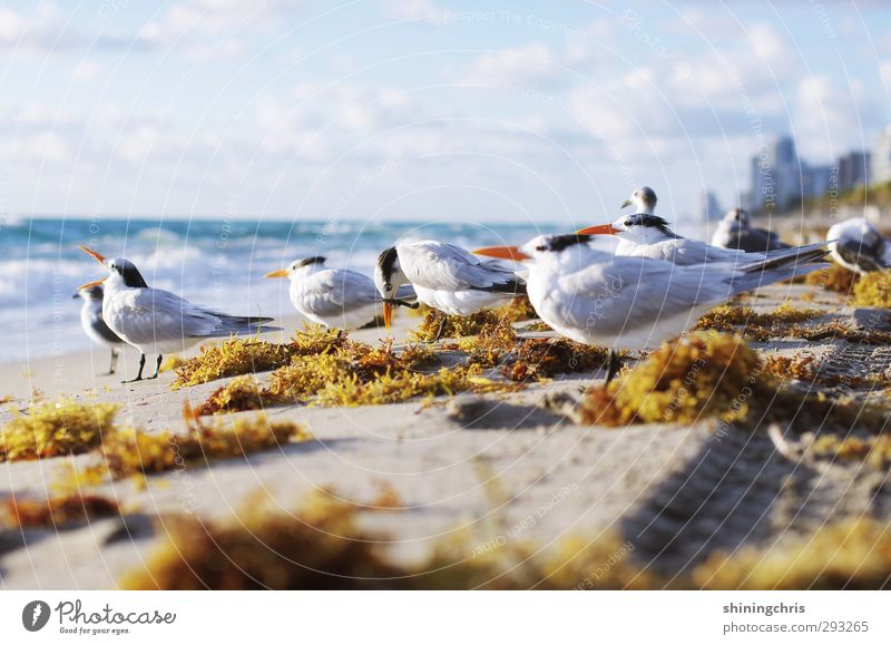 Breakfast by the sea Vacation & Travel Tourism Summer Beach Ocean Animal Bird Seagull Group of animals Looking Stand Free Blue Yellow Gold White Skyline Algae