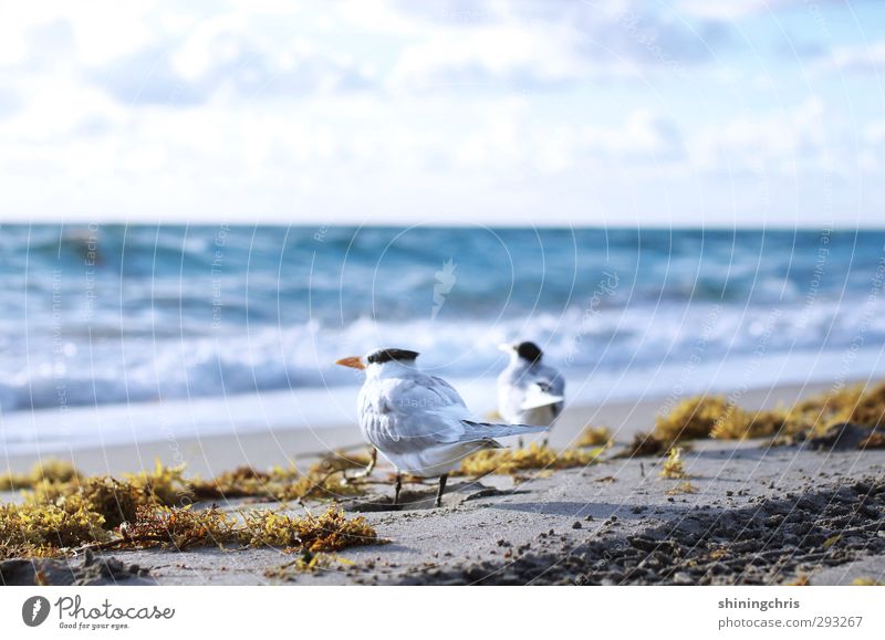 Separate ways Vacation & Travel Tourism Summer vacation Beach Ocean Waves Nature Coast Animal Bird Seagull 2 Group of animals Looking Sit Far-off places Free