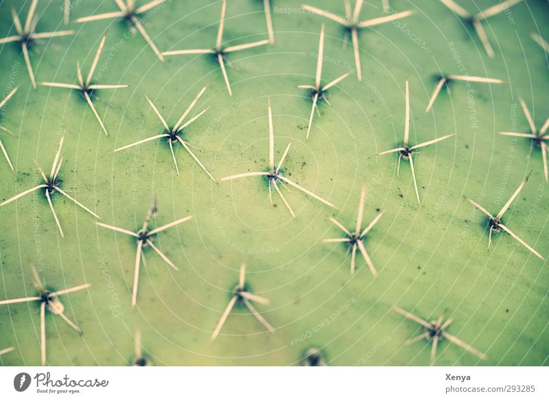 Be prickly! Plant Cactus Exotic Threat Green Thorny Unshaven Protective Protection Defensive Pattern Point Harm Desert Do not touch spades Detail Deserted