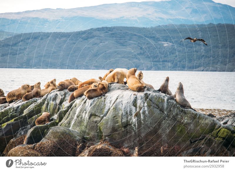 Sea lions Animal Brown White Living thing Water Ocean Cormorant Flying Argentina Bird's colony Colour photo Exterior shot Deserted Copy Space top Morning Day