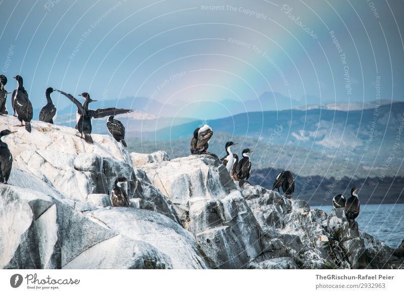 cormorant Animal Bird White Cormorant Rainbow Rock Flying Living or residing Sea water Ocean Passion Wind Swimming Wing Argentina tierra del fuego Colour photo