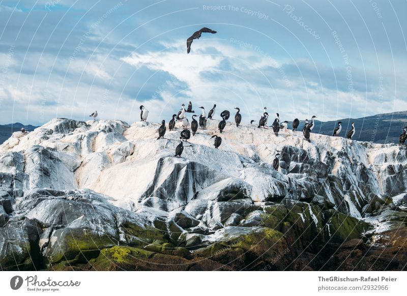 cormorants Animal Group of animals Blue Black White Bird Flying Landing Rock Clouds Flock Bird's colony tierra del fuego Rough Cold Argentina South America