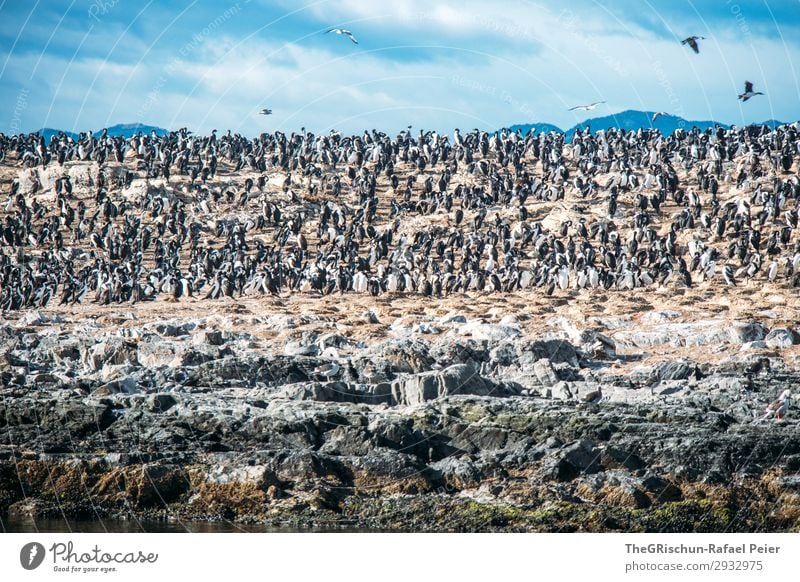 cormorants Environment Nature Animal Group of animals Black Silver White Argentina tierra del fuego Bird Sky Mountain Swimming Flying Rock Family & Relations