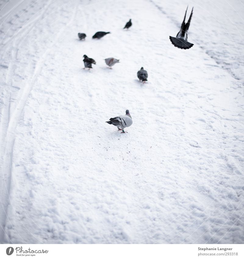 departure Environment Winter Snow Park Deserted Animal Pigeon Wing Flock Flying Freeze White Contentment Calm photocase Subdued colour Exterior shot