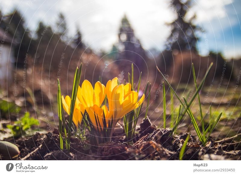 Yellow crocus Environment Nature Landscape Plant Earth Sky Clouds Sun Sunrise Sunset Spring Beautiful weather Flower Blossom Garden Fragrance Blue Brown Green