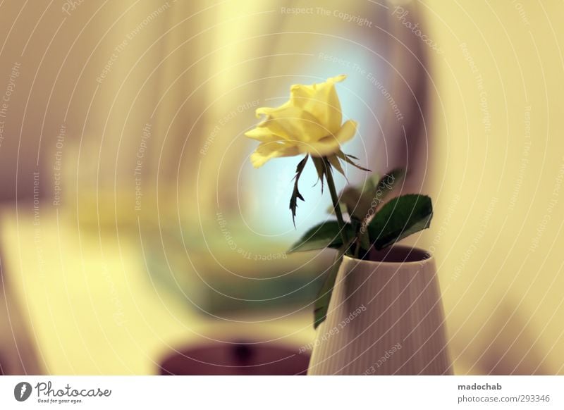 Through the yellow glasses - Rose in vase romantic Valentine's Day Lifestyle Elegant Style Beautiful Wellness Harmonious Well-being Contentment Senses