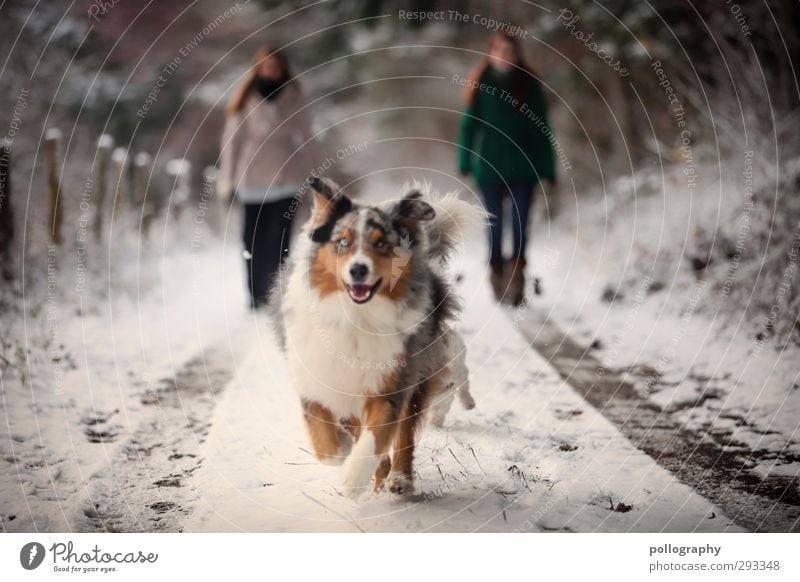 Man's best friend (2) Feminine Young woman Youth (Young adults) Woman Adults Human being 18 - 30 years Nature Winter Snow Forest Animal Pet Dog Joy Happy