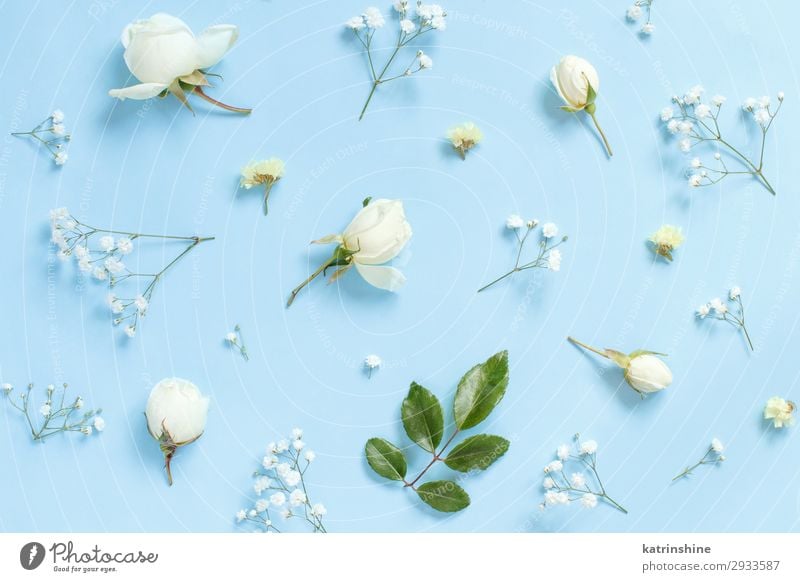 Flowers on a light blue background - a Royalty Free Stock Photo