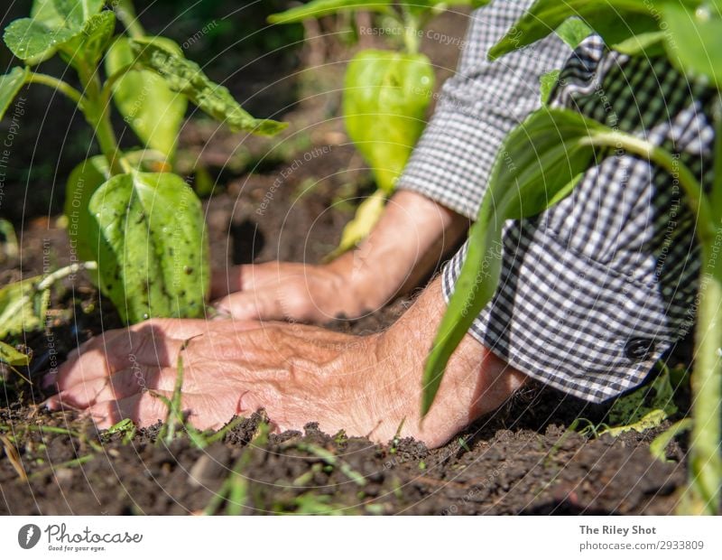 A retired man plants sunflowers in his flower bed in Spring Relaxation Leisure and hobbies Summer Garden Work and employment Gardening Retirement Tool Man