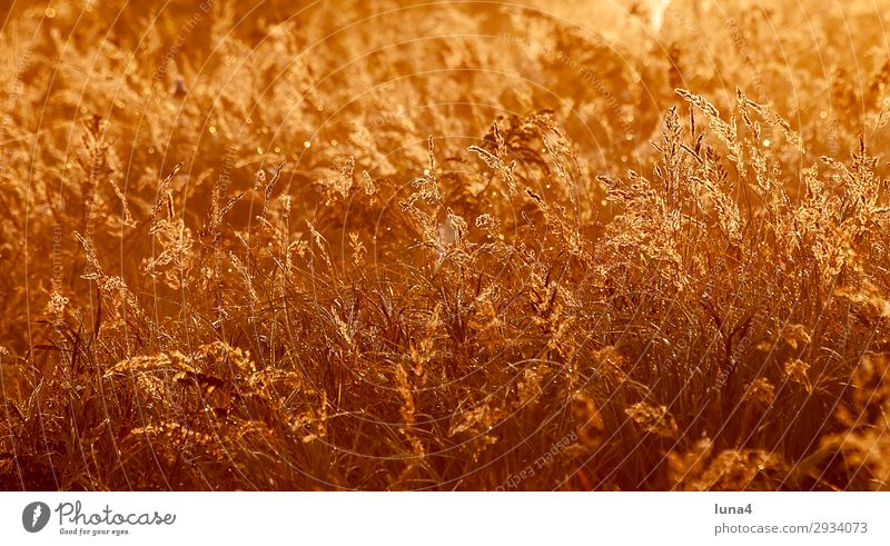 Grasses at sunrise Calm Environment Nature Landscape Autumn Weather Meadow Field Yellow Red Moody Romance Idyll Atmosphere Remote Brandenburg Germany Day golden