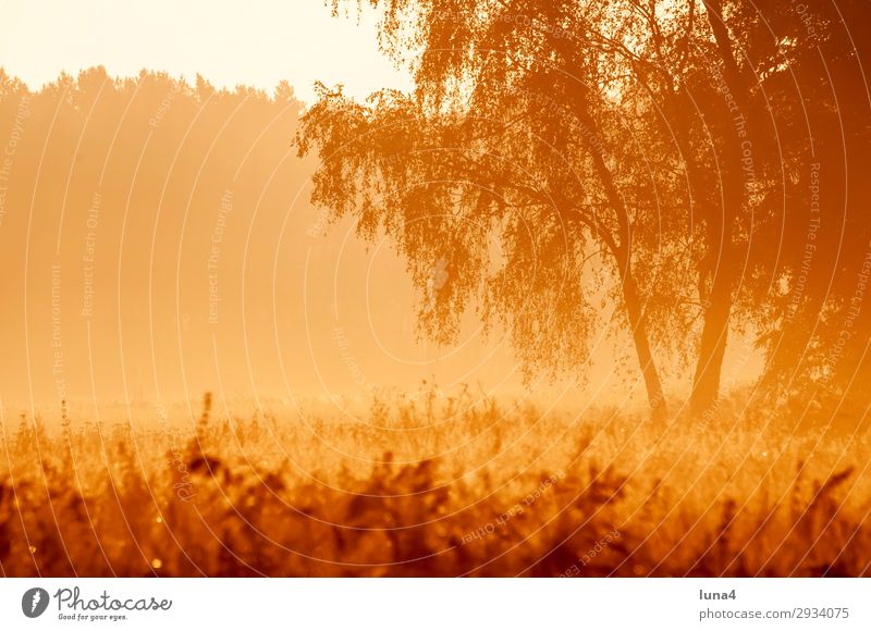 Early morning fog at sunrise Calm Environment Nature Landscape Autumn Weather Fog Tree Meadow Field Forest Yellow Red Moody Romance Idyll Morning fog Haze