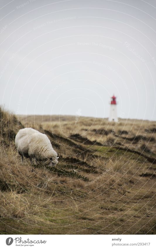 Winter on Sylt Nature Landscape Meadow North Sea Island Farm animal Sheep 1 Animal Lighthouse Contentment Loneliness Relaxation Serene Idyll Calm To feed