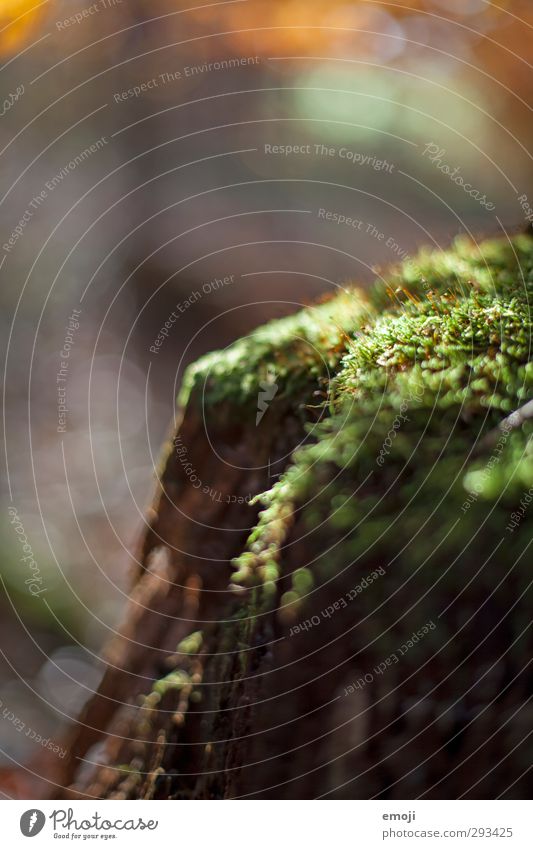 forest hideaway Environment Nature Plant Moss Foliage plant Natural Green Colour photo Exterior shot Close-up Detail Macro (Extreme close-up) Deserted Day