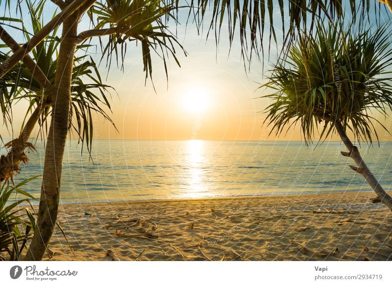 Sunset at tropical beach with palms Exotic Beautiful Vacation & Travel Summer Summer vacation Sunbathing Beach Ocean Island Nature Landscape Sand Water Sky
