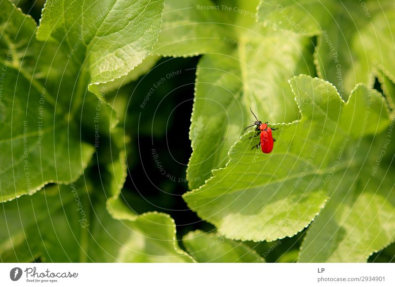 red bug/green leaves Lifestyle Leisure and hobbies Environment Nature Emotions Brave Determination Passion Curiosity Interest Hope Belief Adventure Stress