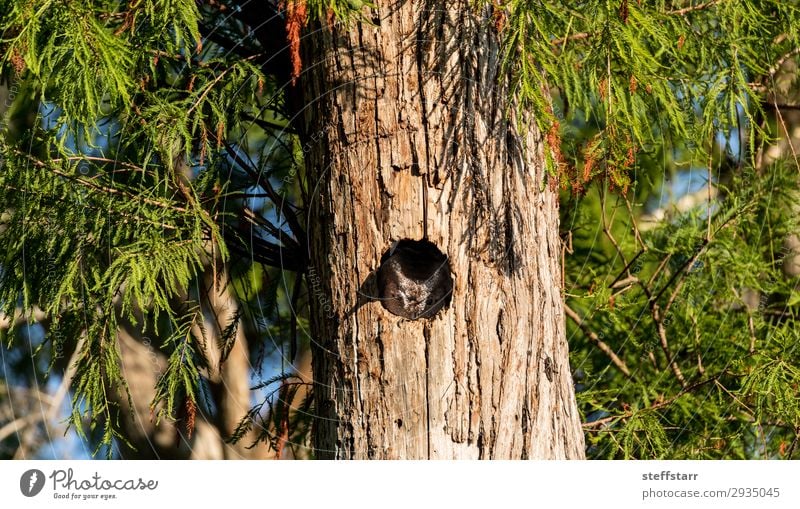 Perched inside a pine tree, an Eastern screech owl Nature Tree Animal Bird 1 Sleep Brown Owl Megascops asio raptor Bird of prey nocturnal Nest Nest-building