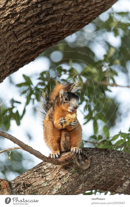 southern fox squirrel