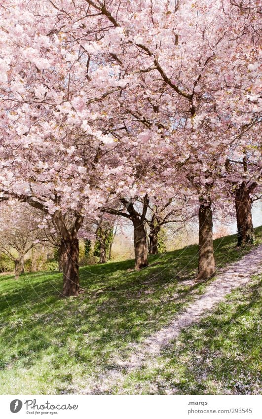 Coming Soon Nature Landscape Plant Spring Beautiful weather Grass Blossom Cherry blossom Cherry tree Park Hill Lanes & trails Fresh Bright Natural Pink Peace