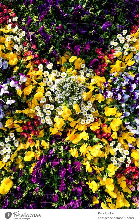#S# Flower Power Environment Nature Plant Esthetic Beautiful Flower meadow Garden Bed (Horticulture) Multicoloured Natural To enjoy Pansy Pansy blosssom Spring