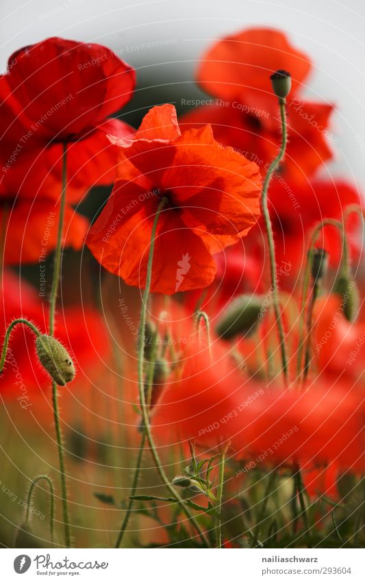 poppy Nature Plant Summer Flower Bushes Blossom Foliage plant Agricultural crop Wild plant Poppy Garden Park Meadow Field Blossoming Fragrance Faded Growth
