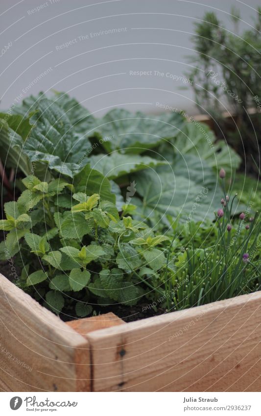 raised bed fresh green rhubarb Nature Summer Plant Agricultural crop Garden Fresh Healthy Delicious Brown Green Sustainability Lemon Balm Chives Sage Blossom