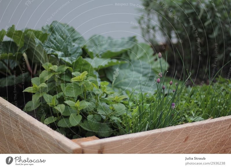 Garden raised bed summer wood Nature Summer Plant Agricultural crop Blossoming Growth Healthy Herb garden Herbs and spices Rhubarb Chives Mint Wood Wooden board