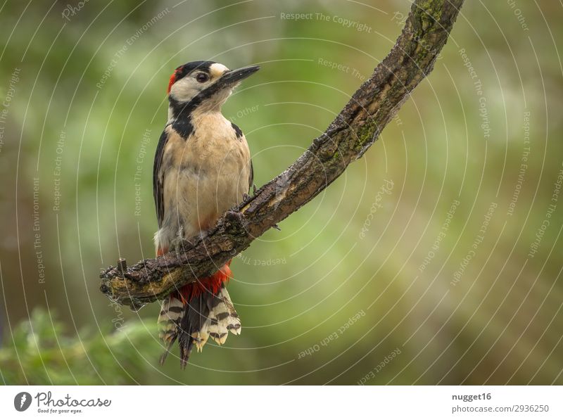 great spotted woodpecker Environment Nature Animal Sun Sunlight Spring Summer Autumn Winter Beautiful weather Tree Bushes Garden Park Forest Wild animal Bird