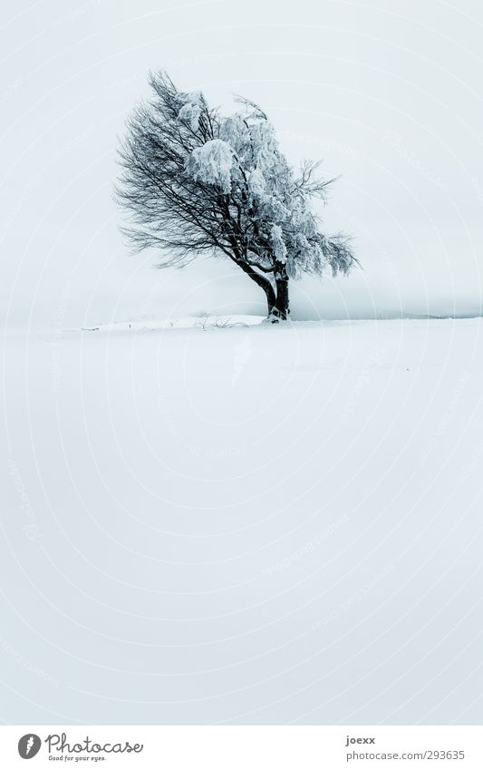 wind Nature Horizon Winter Bad weather Ice Frost Snow Tree Wind cripple Mountain Schauinsland Old Large Cold Blue Black White Power Patient Calm Whimsical
