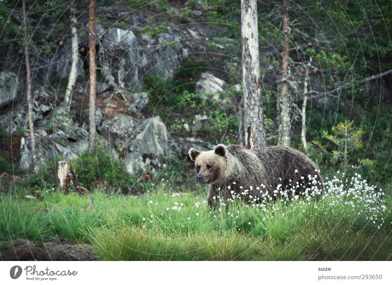 Brown bear in the green Hunting Environment Nature Landscape Animal Meadow Forest Rock Pelt Wild animal 1 Observe Threat Curiosity Strong Green Power Appetite