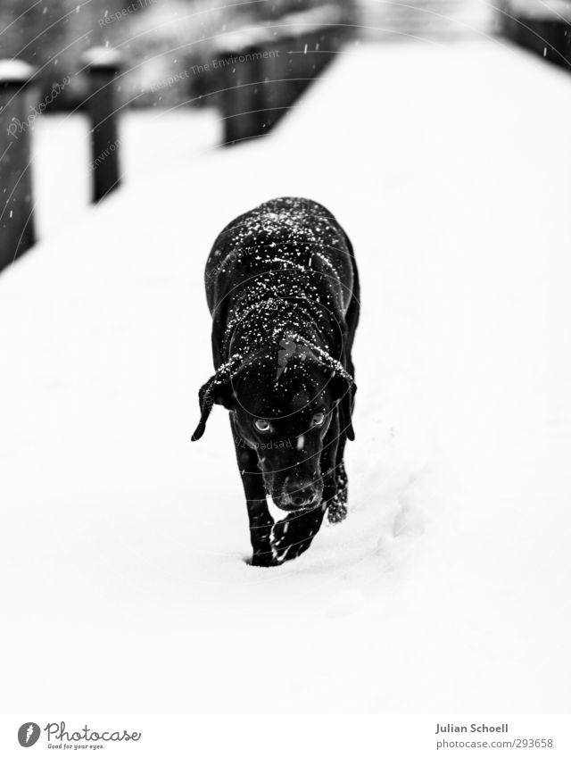 diogi Winter Wind Ice Frost Snow Snowfall Animal Pet Dog 1 Good Cute Black & white photo Exterior shot Day Light Contrast Sunlight Shallow depth of field