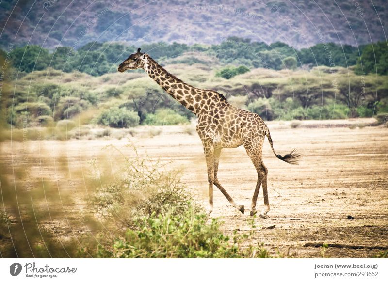 Giraffe in Africa Vacation & Travel Safari Hiking Endurance Tarangire Serengeti Ngorongoro Conservation Area Tansania Going To go for a walk Colour photo