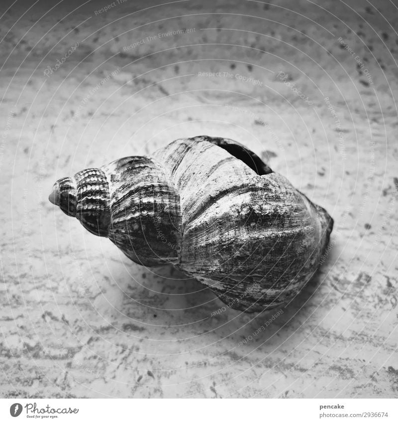 Air upwards Snail Old Esthetic Authentic Broken Hollow Marine animal Death Empty Stone slab Marble Cold Black & white photo Interior shot Close-up
