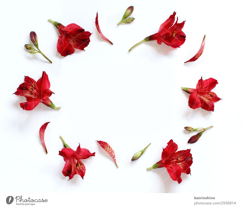Alstromeria flowers on a white background Design Decoration Valentine's Day Mother's Day Wedding Woman Adults Flower Above Red Creativity romantic flat lay