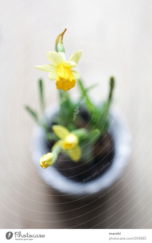 SPRING MESSENGERS Nature Plant Flower Yellow Green Spring Perspective Bird's-eye view Blossoming Wild daffodil Colour photo Interior shot Close-up Detail