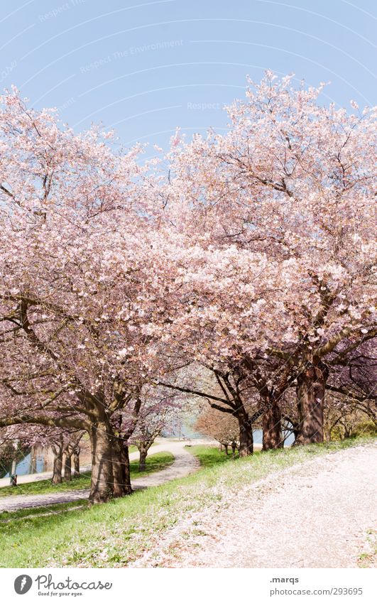 cherry Nature Landscape Plant Cloudless sky Spring Beautiful weather Grass Cherry tree Cherry blossom Park Hill Lanes & trails Fresh Bright Natural Pink Peace