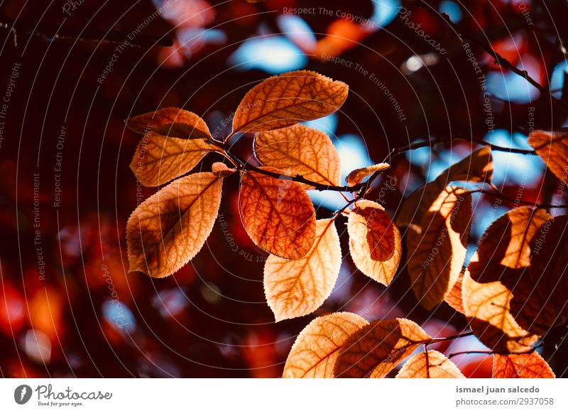 red tree leaves in summer in the nature Tree Branch Leaf Red Nature Abstract Consistency Exterior shot Neutral Background Beauty Photography Fragile Fresh