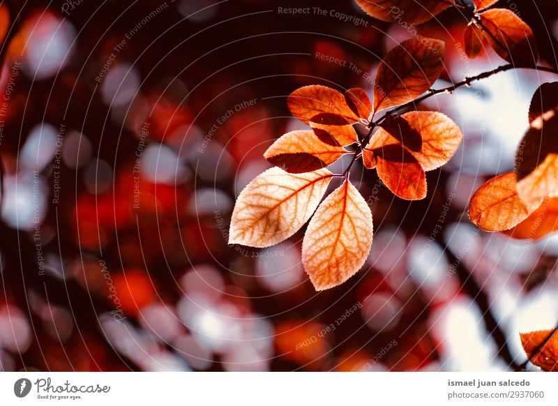 red tree leaves in the nature in summer Tree Branch Leaf Red Nature Abstract Consistency Exterior shot Neutral Background Beauty Photography Fragile Fresh