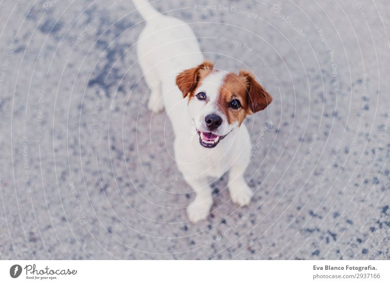 portrait outdoors of a cute happy small dog outdoors Lifestyle Elegant Joy Happy Beautiful Playing Summer Friendship Youth (Young adults) Animal Pet Dog Observe