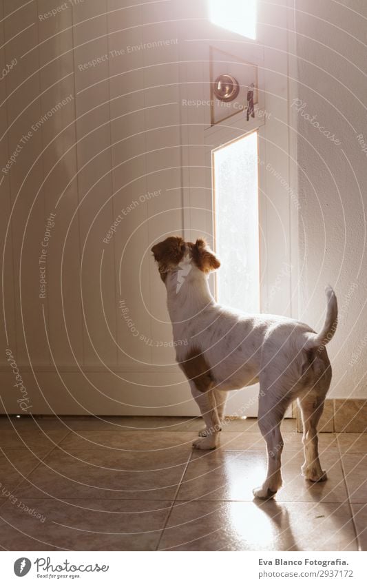 cute small dog standing by the door searching waiting Lifestyle Happy Relaxation Sun House (Residential Structure) Friendship Animal Summer Window Door Pet Dog