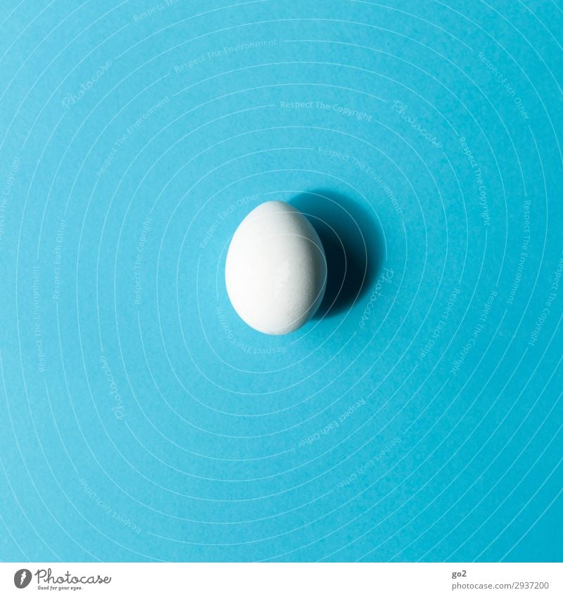 egg Food Egg Nutrition Breakfast Organic produce Vegetarian diet Diet Fasting Easter Esthetic Simple Blue White Modest Refrain Thrifty Uniqueness Idea